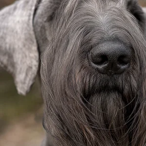 Cesky Terrier — nose