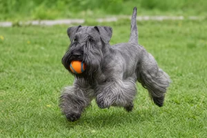 Cesky Terrier — playing