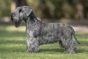 Cesky Terrier dog