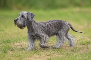 Cesky Terrier — puppy (~4 mo)