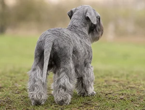 Cesky Terrier — rear