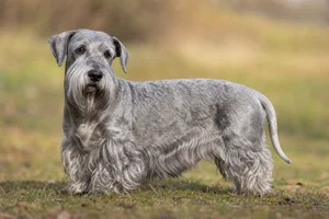 Cesky Terrier — senior