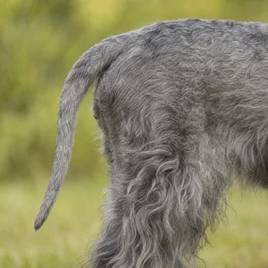 Cesky Terrier — tail