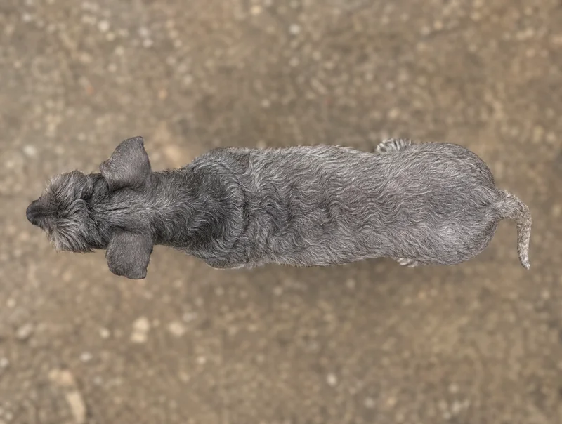 Cesky Terrier — top