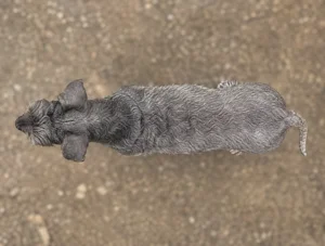 Cesky Terrier — top