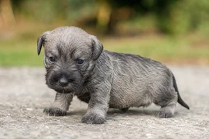 Cesky Terrier — young puppy (~1 mo)