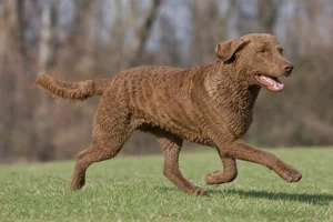 Chesapeake Bay Retriever — running
