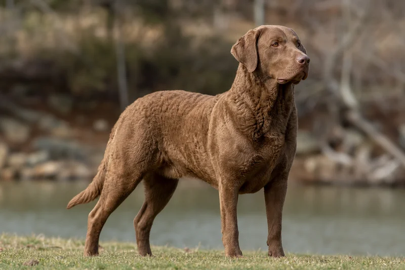 Chesapeake Bay Retriever — adult