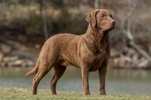 Chesapeake Bay Retriever — adult