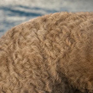 Chesapeake Bay Retriever — coat texture