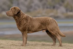 Chesapeake Bay Retriever — Brown coat