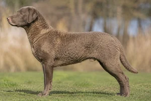 Chesapeake Bay Retriever — Deadgrass coat