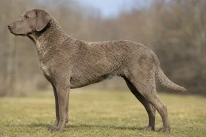 Chesapeake Bay Retriever — Sedge coat