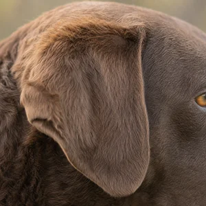 Chesapeake Bay Retriever — ears