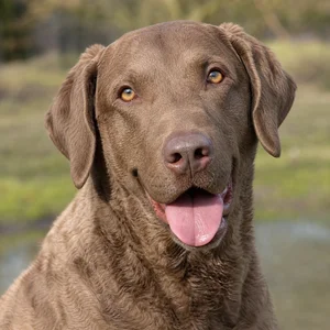 Chesapeake Bay Retriever — happy