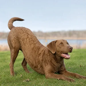 Chesapeake Bay Retriever — playful