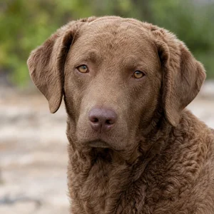 Chesapeake Bay Retriever — relaxed