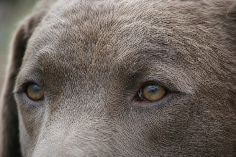 Chesapeake Bay Retriever — eyes