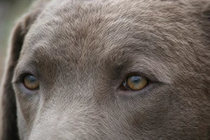 Chesapeake Bay Retriever — eyes
