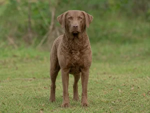Chesapeake Bay Retriever — front