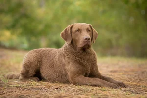 Chesapeake Bay Retriever — lying down
