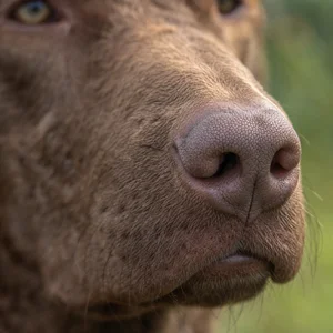 Chesapeake Bay Retriever — nose