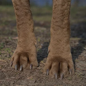Chesapeake Bay Retriever — paws