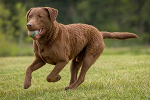 Chesapeake Bay Retriever — playing