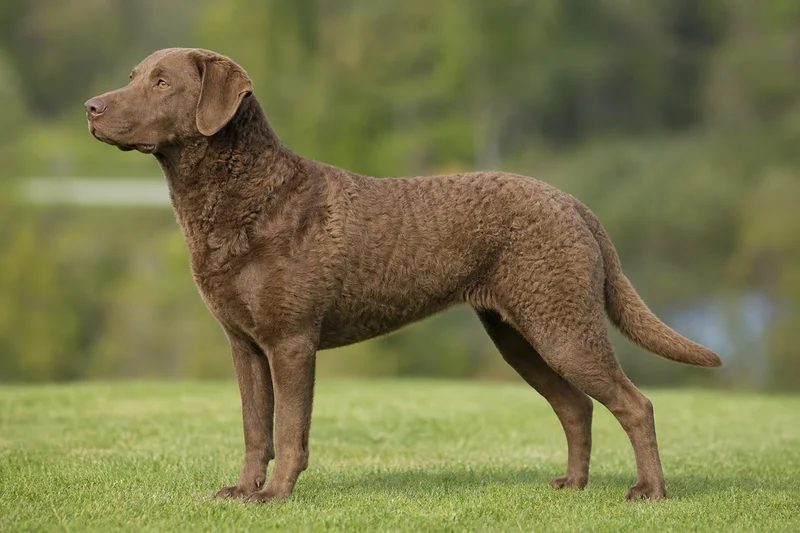 Chesapeake Bay Retriever — side
