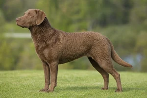 Chesapeake Bay Retriever dog