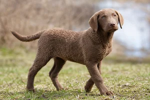 Chesapeake Bay Retriever — puppy (~4 mo)
