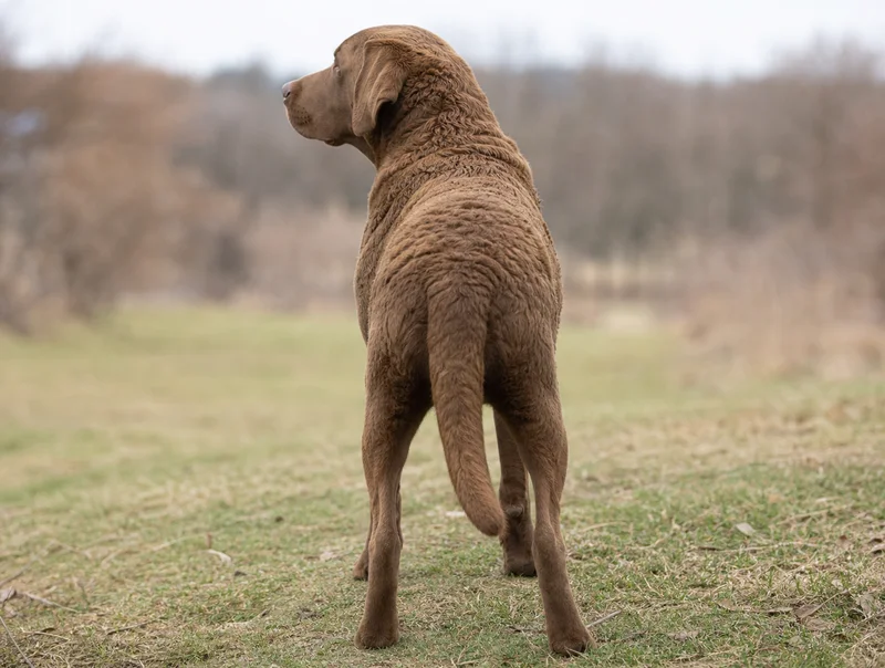 Chesapeake Bay Retriever — rear