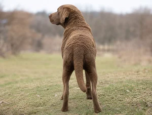 Chesapeake Bay Retriever — rear