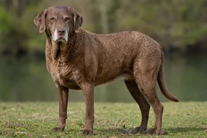 Chesapeake Bay Retriever — senior