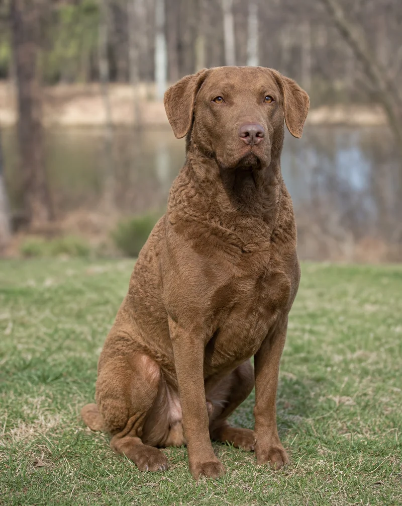 Chesapeake Bay Retriever — sitting