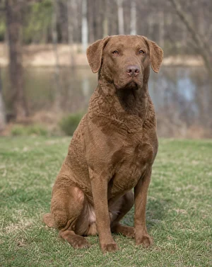 Chesapeake Bay Retriever — sitting