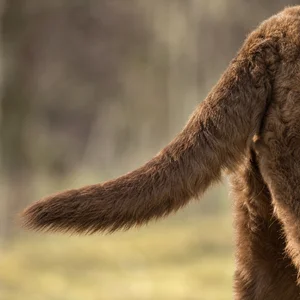 Chesapeake Bay Retriever — tail