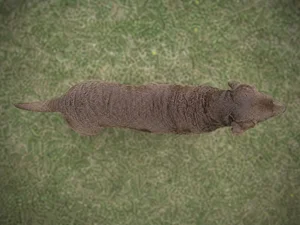 Chesapeake Bay Retriever — top