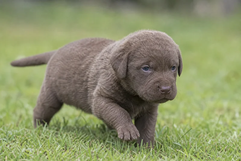 Chesapeake Bay Retriever — young puppy (~1 mo)