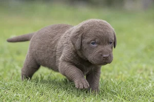 Chesapeake Bay Retriever — young puppy (~1 mo)