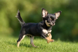 Chihuahua — running