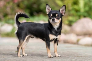 Chihuahua — adult