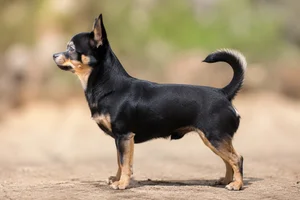 Chihuahua — black with tan coat