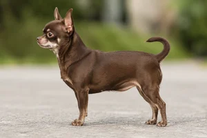 Chihuahua — brown coat