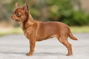 Chihuahua — chestnut coat