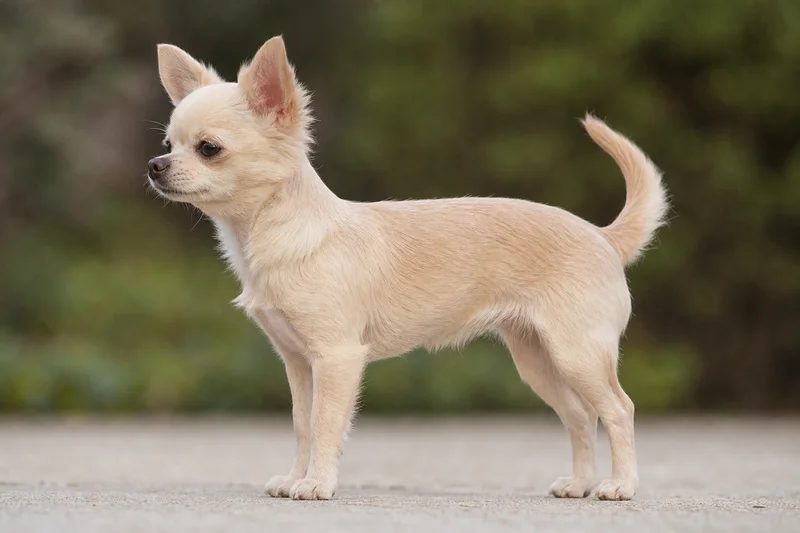 Chihuahua — cream coat