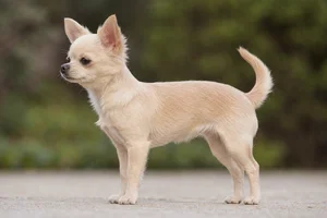 Chihuahua — cream coat
