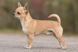 Chihuahua — fawn coat
