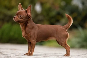 Chihuahua — red coat