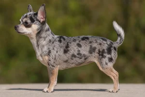 Chihuahua — spotted/mottled coat